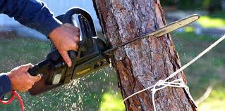 Best Tree Cabling and Bracing  in Ben Wheeler, TX